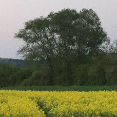 Rapsfeld