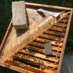 Blick auf den Bienenstock mit Thymolstreifen