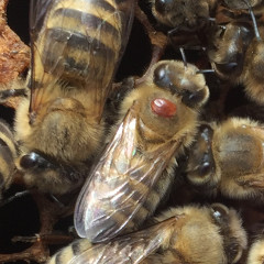 Varroamilbe auf einer Biene