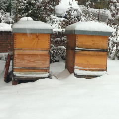 Bienenstöcke im Schnee